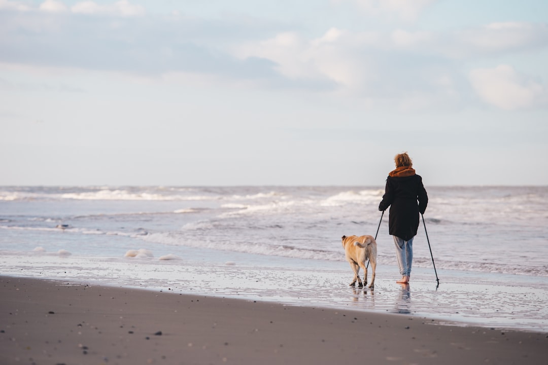 Den Perfekte Løsning til Din Hunde: Hundeluftning